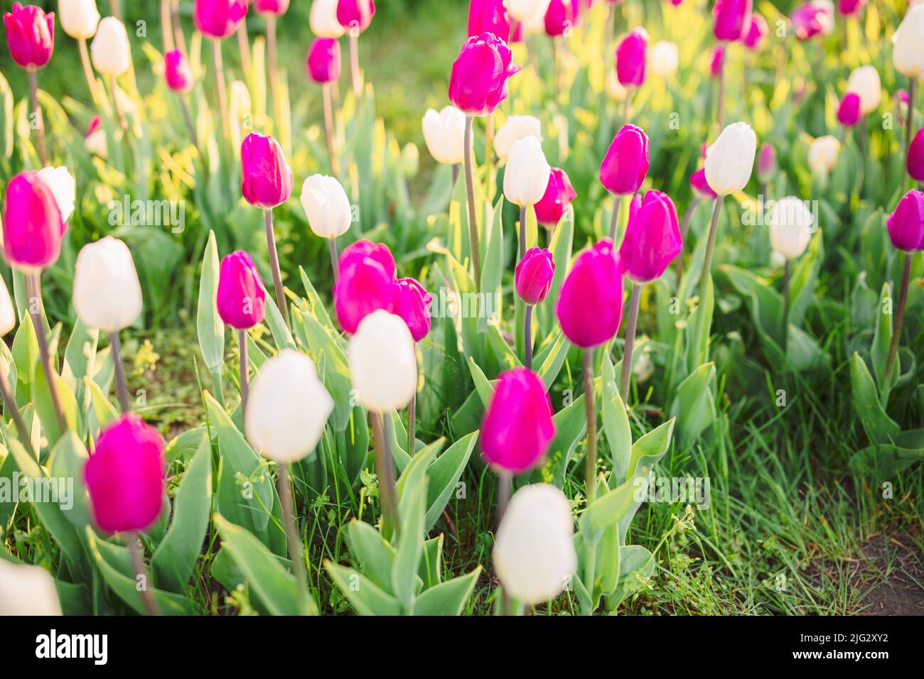 large beautiful field with tulips in Ukraine Stock Photo Alamy