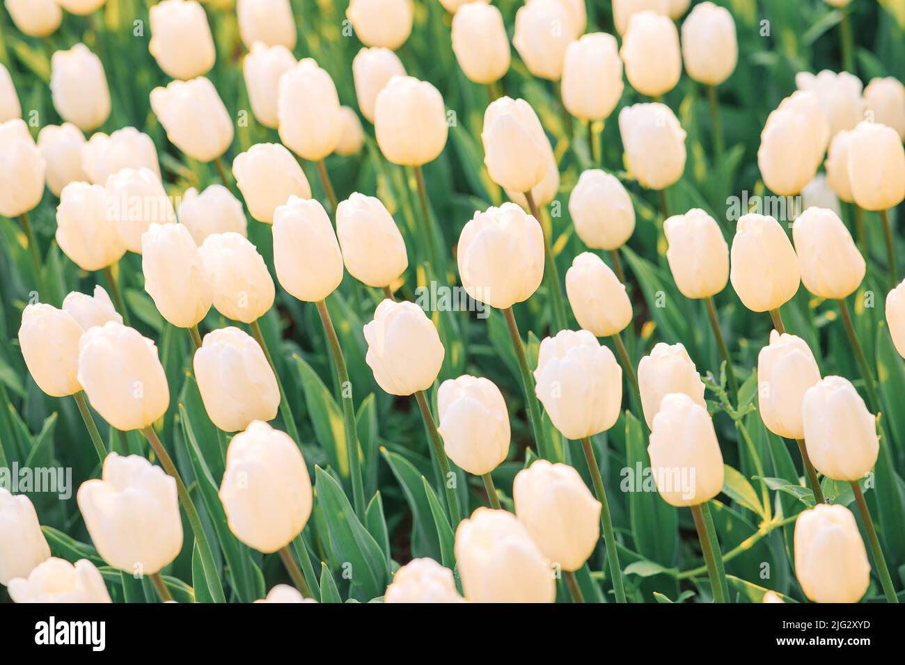 large beautiful field with tulips in Ukraine Stock Photo Alamy