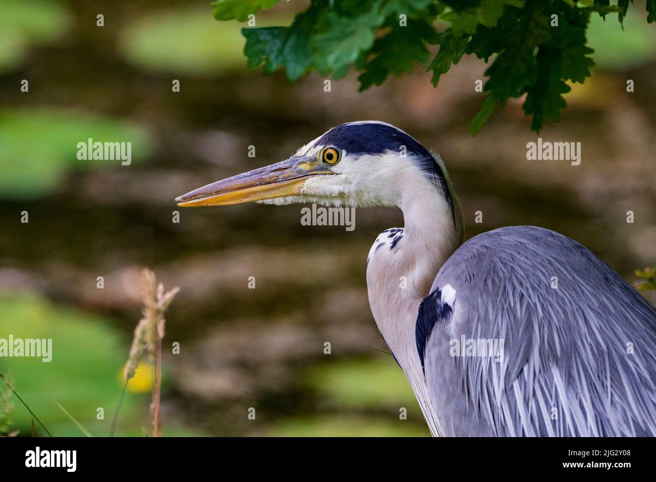 Grey heron waterbird. Stock Photo