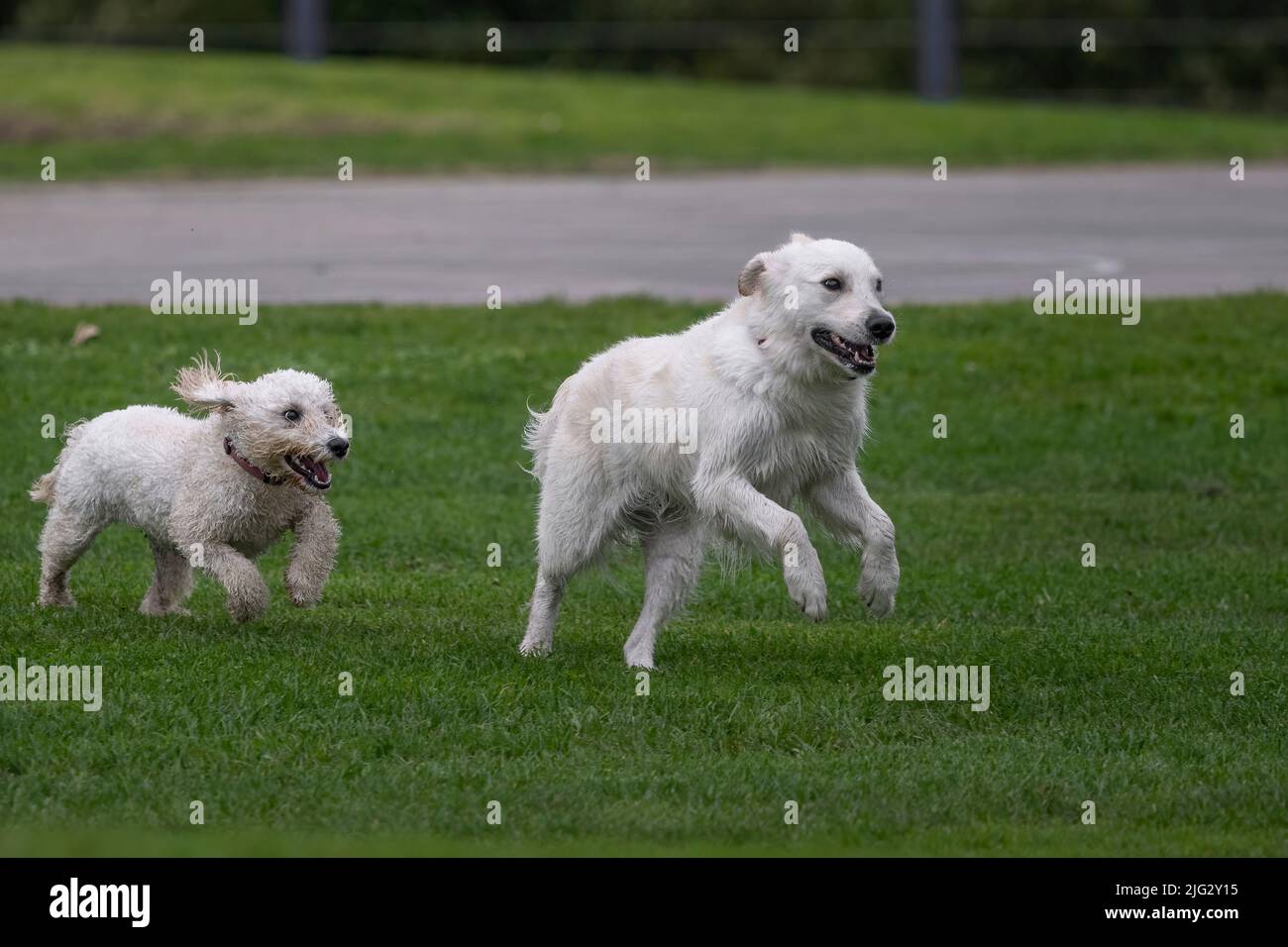 Two white dogs playing on green grass in a park, Auckland Stock Photo