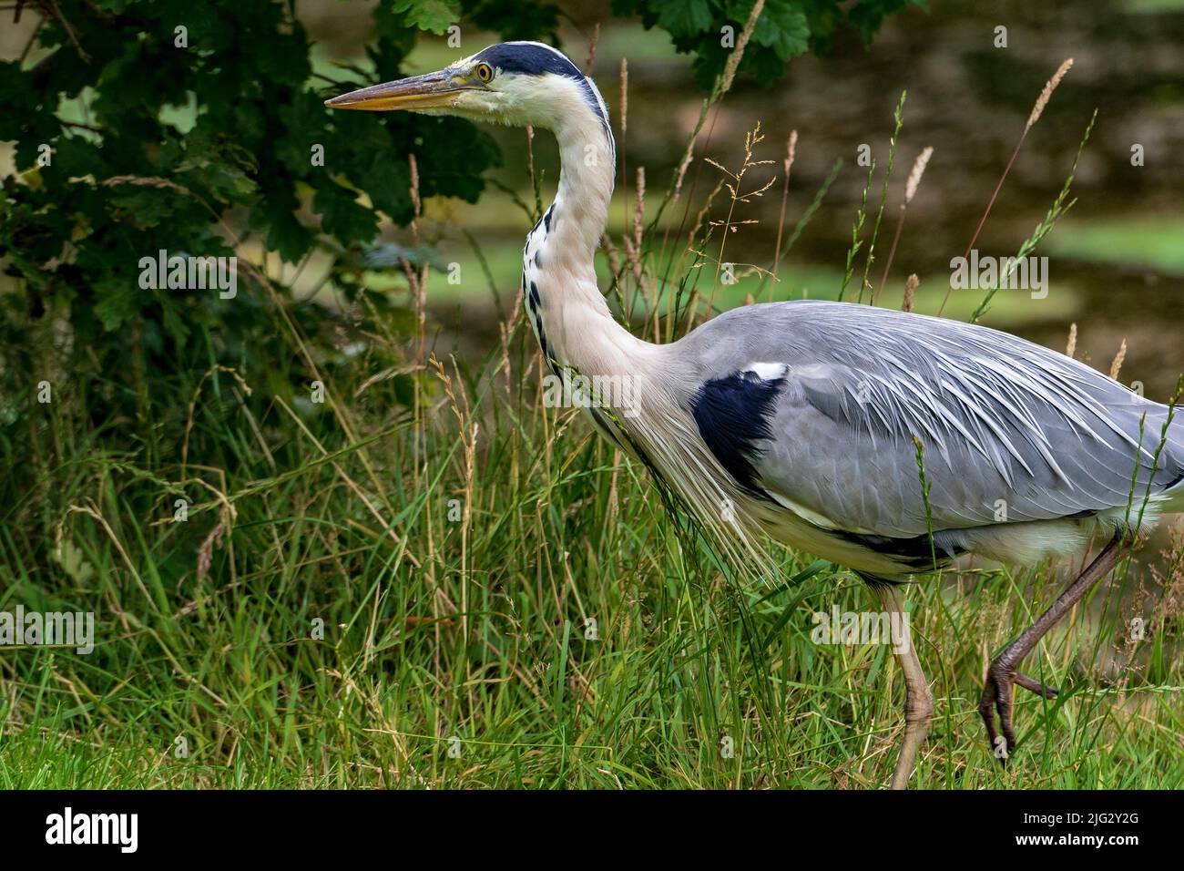 Grey heron waterbird. Stock Photo