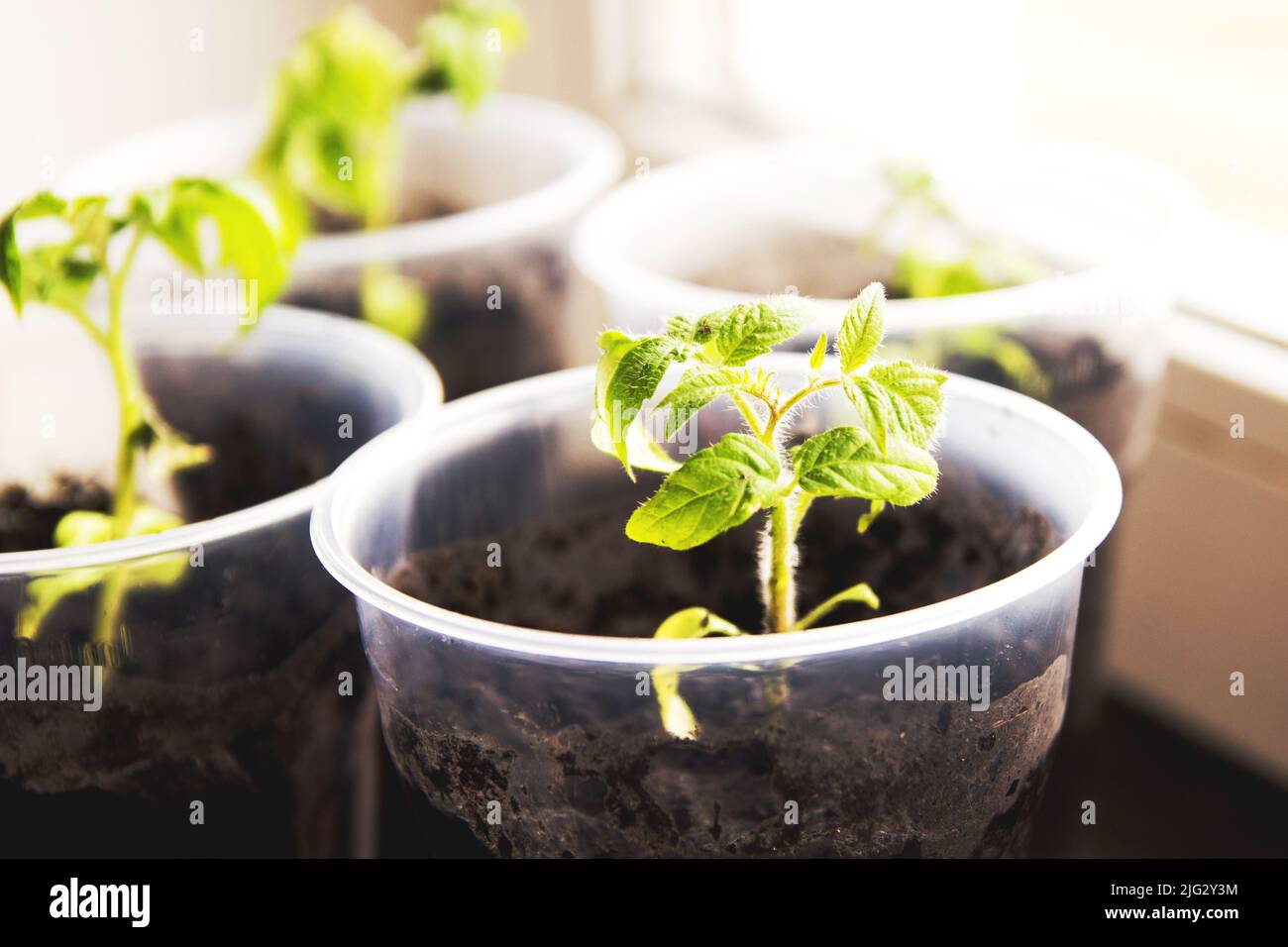 Tomato seedlings in pots Stock Photo Alamy
