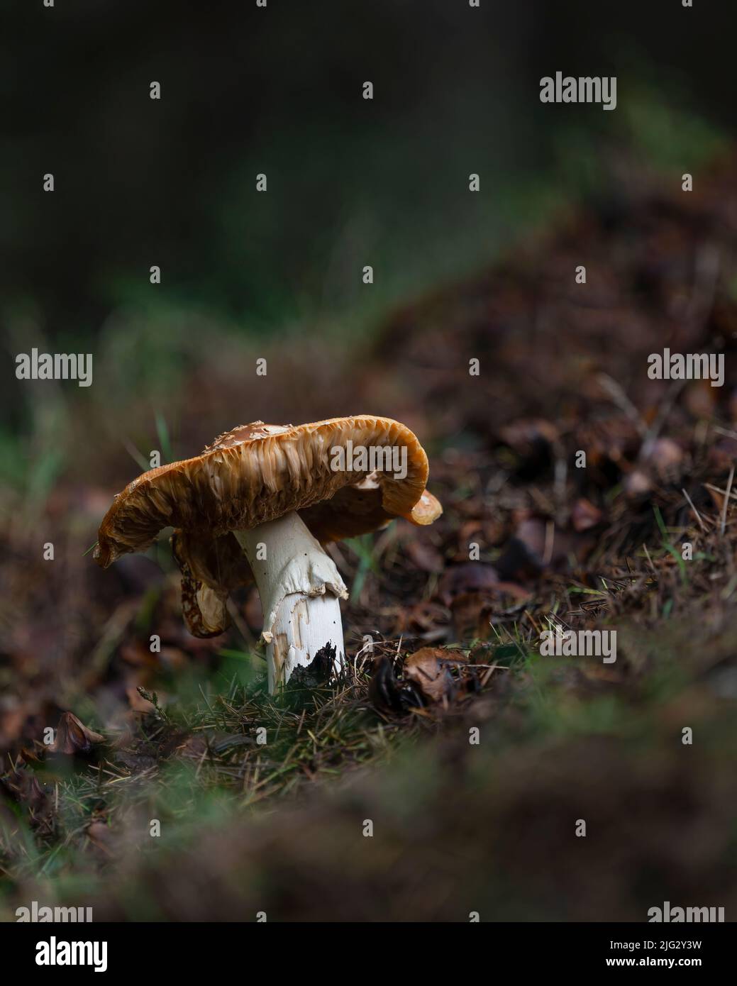 Decaying mushroom amanita muscaria on the forest floor. Vertical format. Stock Photo