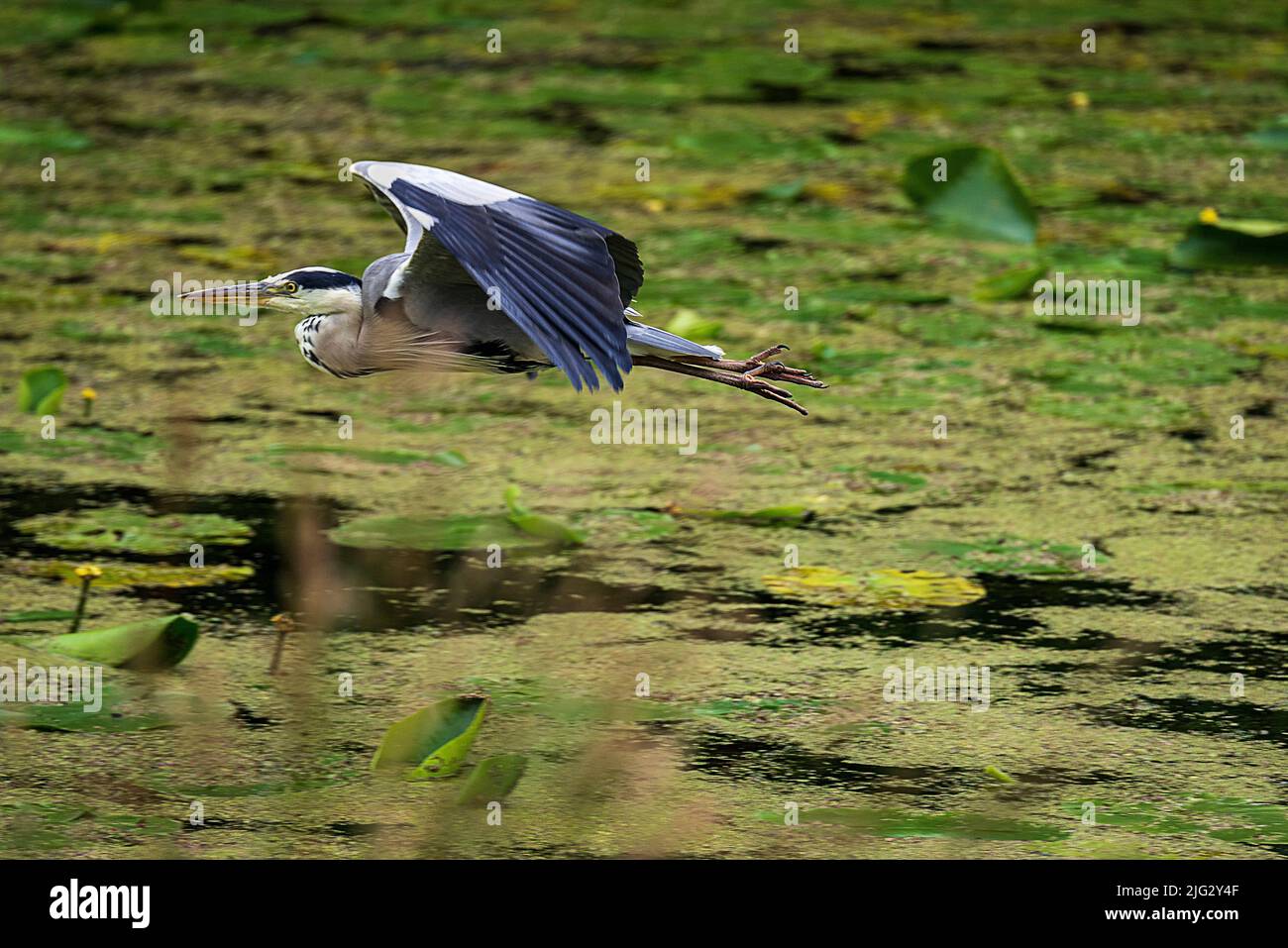 Grey heron waterbird in flight. Stock Photo