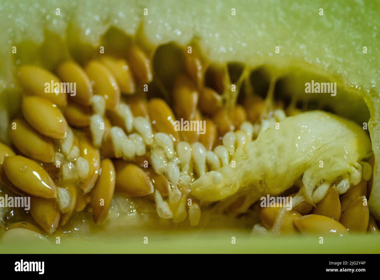 Pulp of a melon. Internal part of a melon her heart. an interlacing
