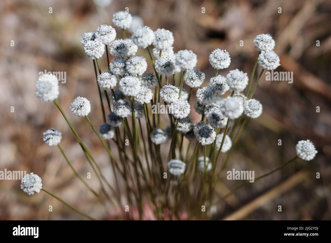 Close focus on white fluffy flowers called plains blackfoot growing