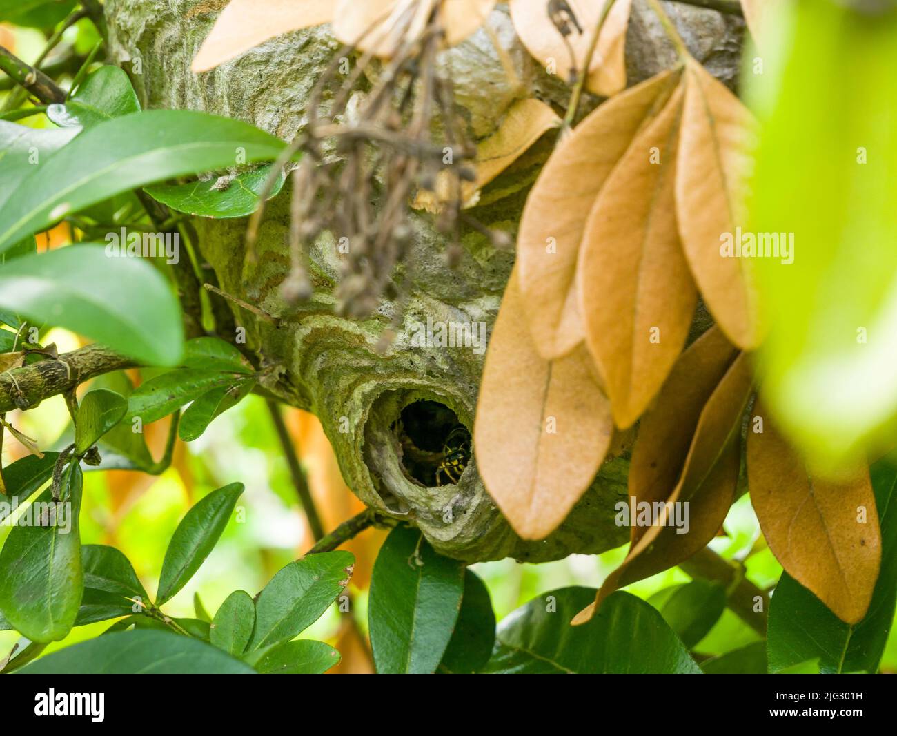 A Median Wasp (Dolichovespula media) nest in a laurel tree in a garden in late summer. Somerset, England. Stock Photo