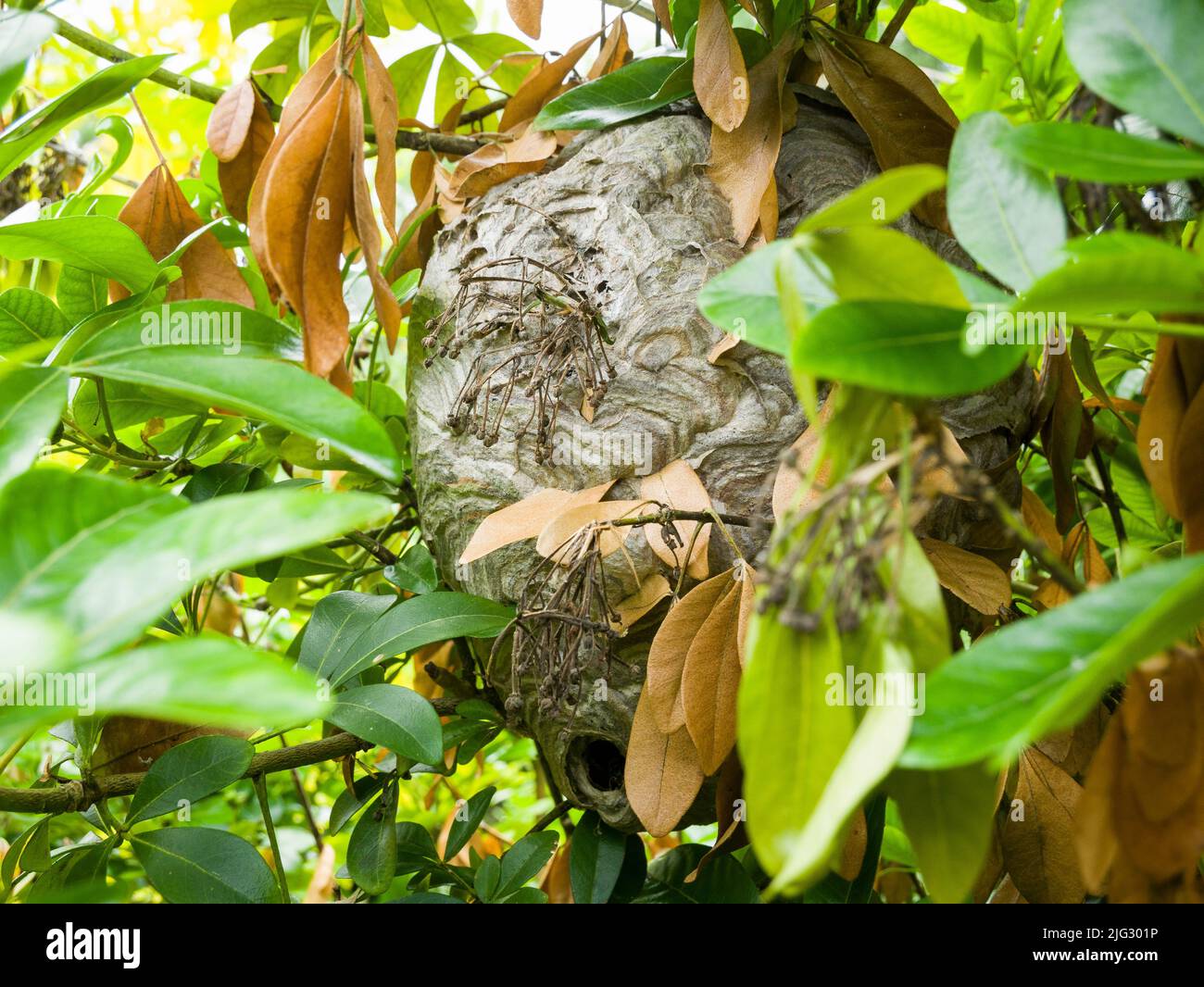A Median Wasp (Dolichovespula media) nest in a laurel tree in a garden in late summer. Somerset, England. Stock Photo