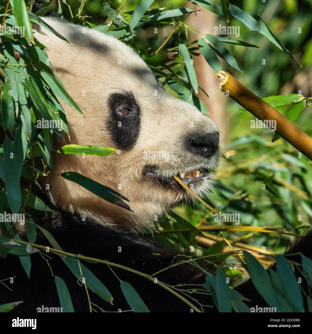 A Giant Panda sitting down eating shots of bamboo. In the wild they consume 10-15Kgs per day of bamboo Stock Photo