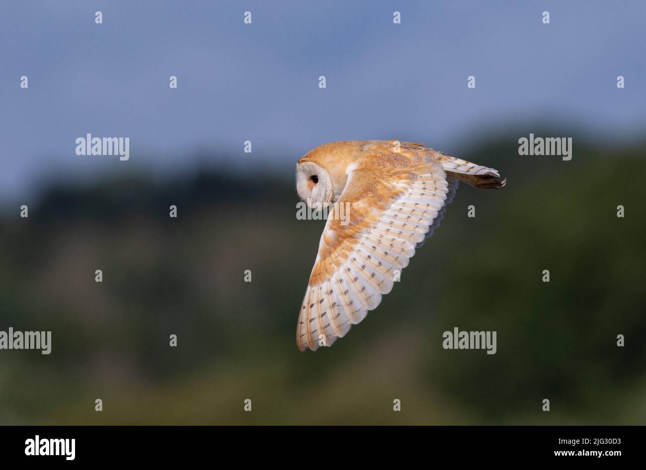 Barn Owl in flight, Oxon, UK Stock Photo