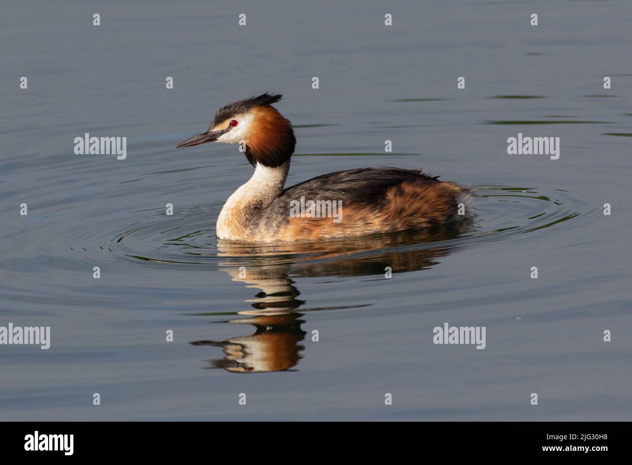 Great crested Grebe with reflection in the water. Farmoor Reservoir, Oxon, UK Stock Photo