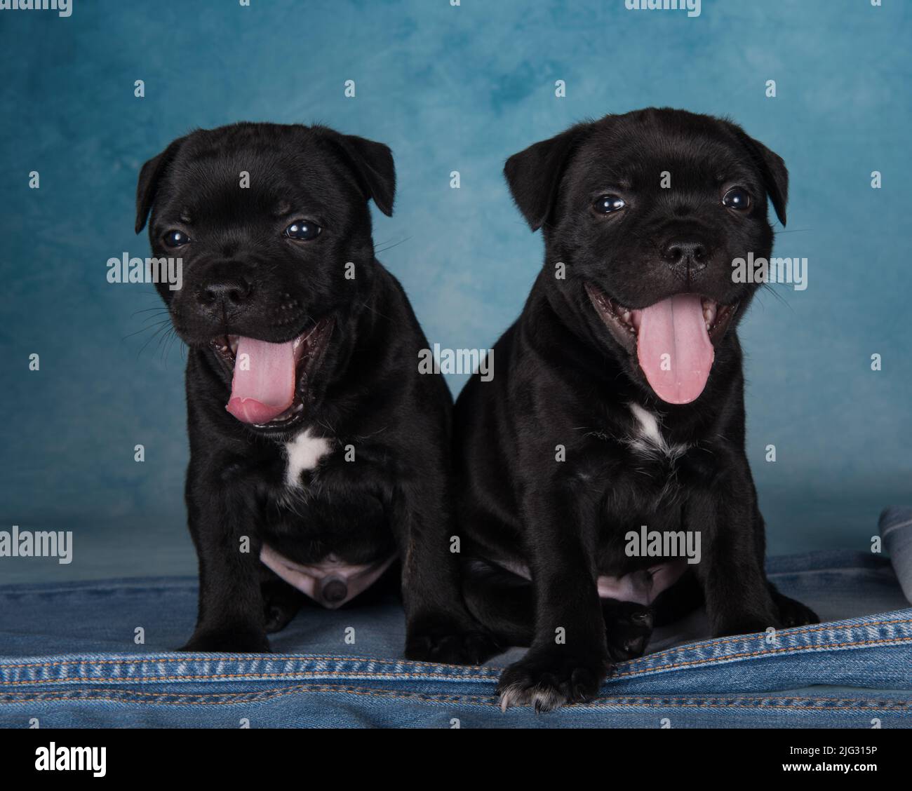 Black male American Staffordshire Terrier dogs or AmStaff puppies on blue background Stock Photo