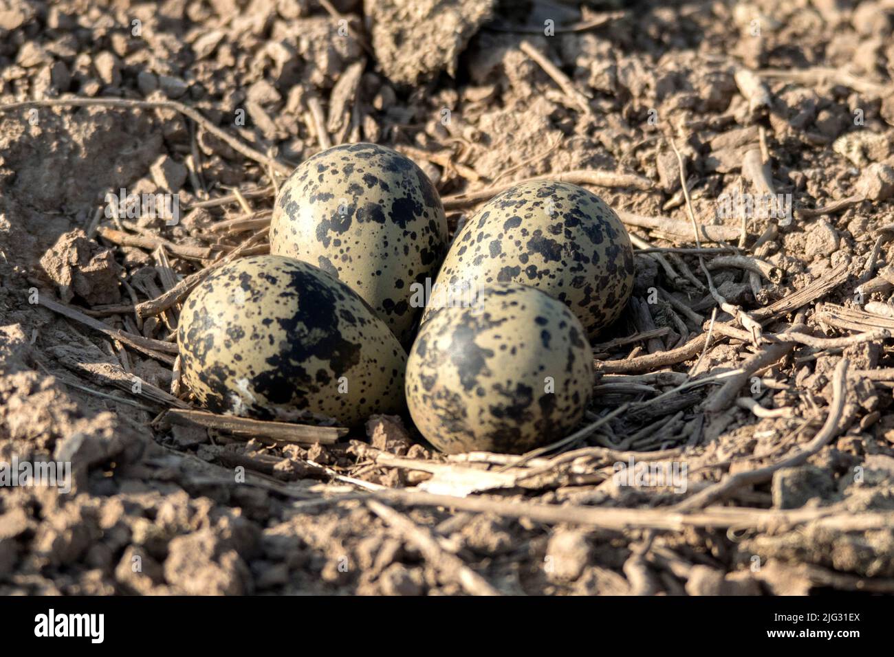 northern lapwing (Vanellus vanellus), clutch on the ground, Germany Stock Photo