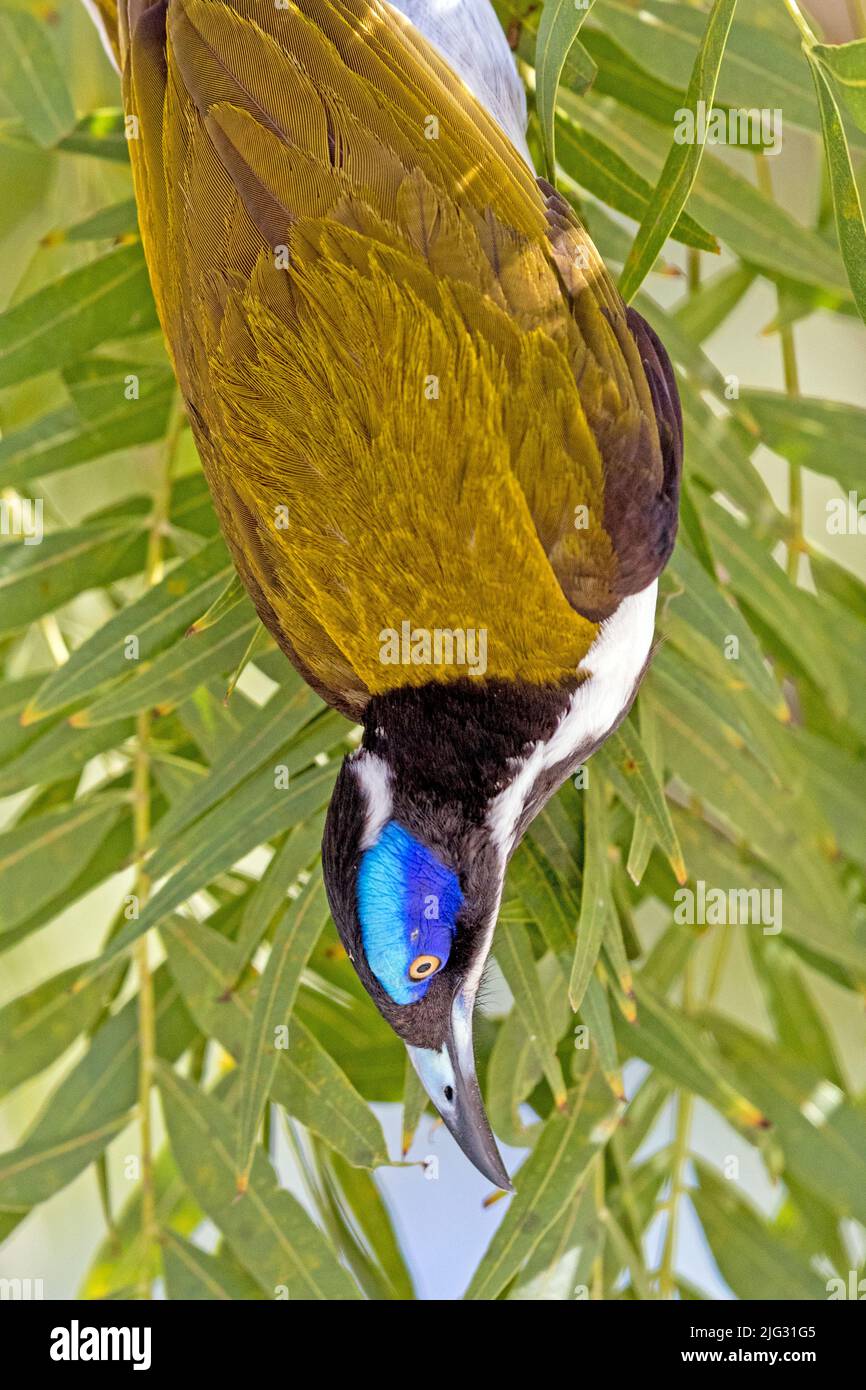 blue-faced honeyeater (Entomyzon cyanotis), hangs down a twig head-first, Australia, Northern Territory, Nitmiluk National Park Stock Photo