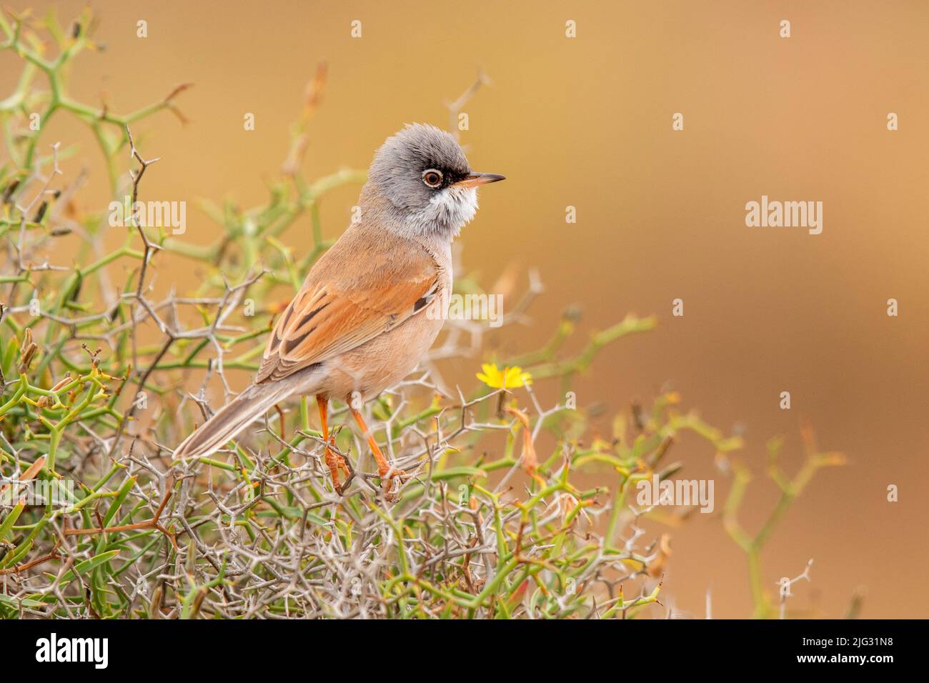 spectacled warbler (Sylvia conspicillata), perches singing on a bush, side view, Canary Islands, Fuerteventura Stock Photo