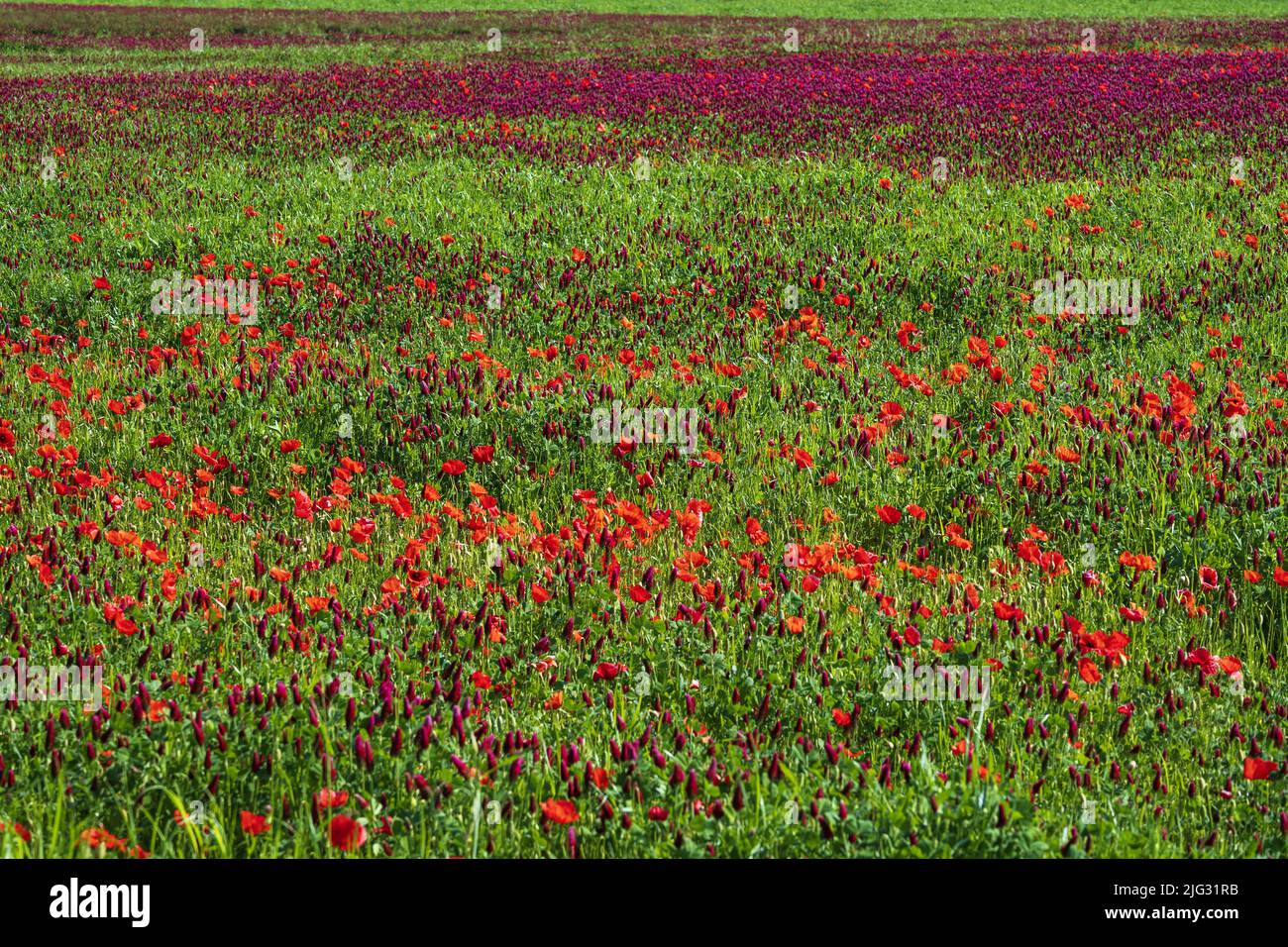 Abbadia di Fiastra Nature Reserve, Field with Incarnate Clover, Trifolium incarnatum, Tolentino, Marche, Italy, Europe Stock Photo