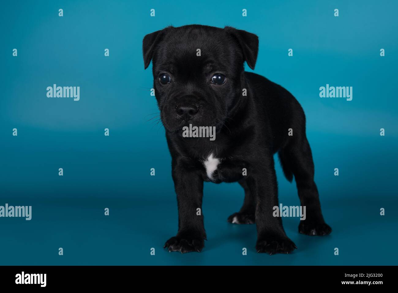 Black male American Staffordshire Terrier dog or AmStaff puppy on blue background Stock Photo