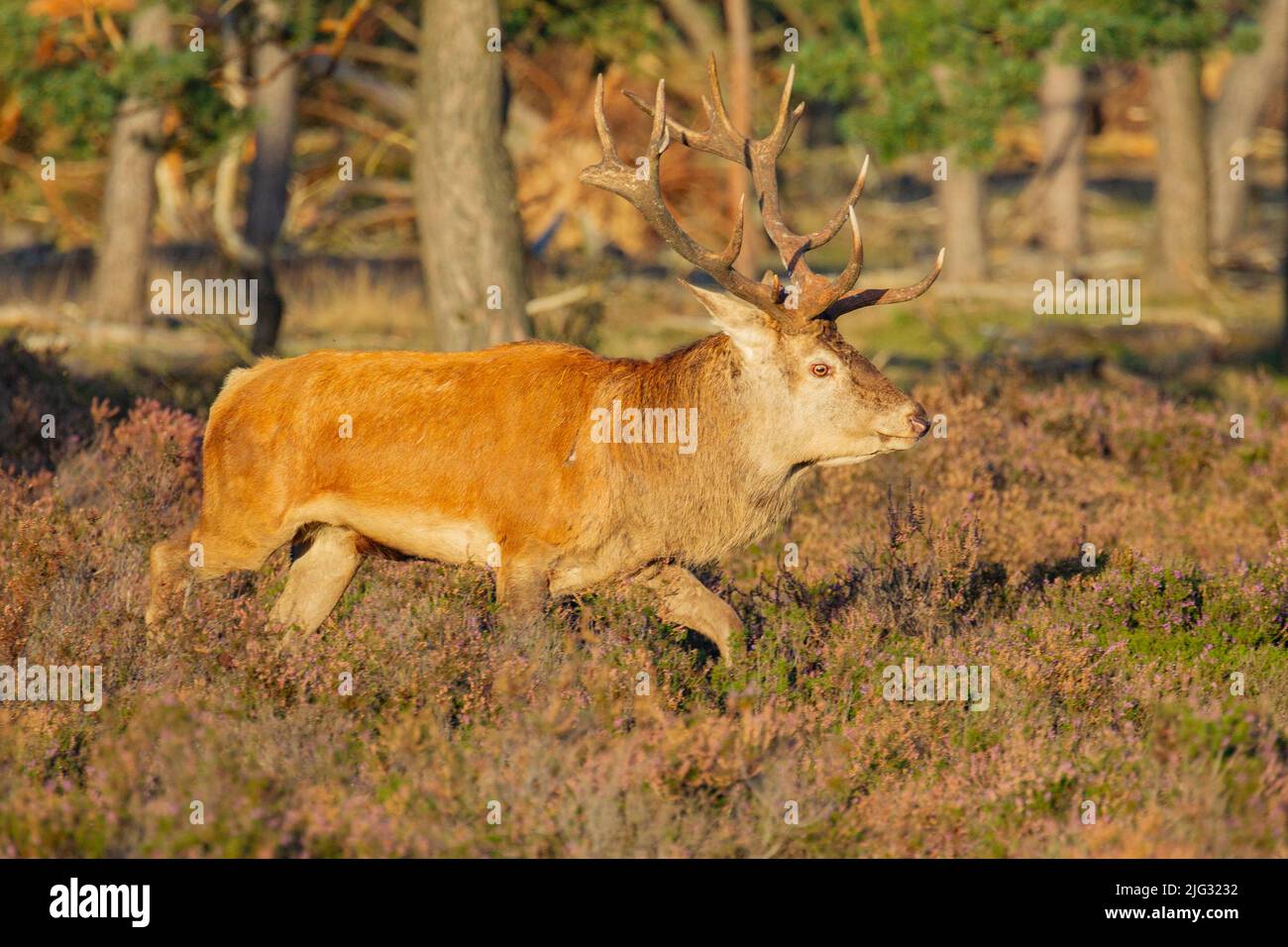 red deer (Cervus elaphus), red deer stag walking in a heathland, side view, Germany Stock Photo