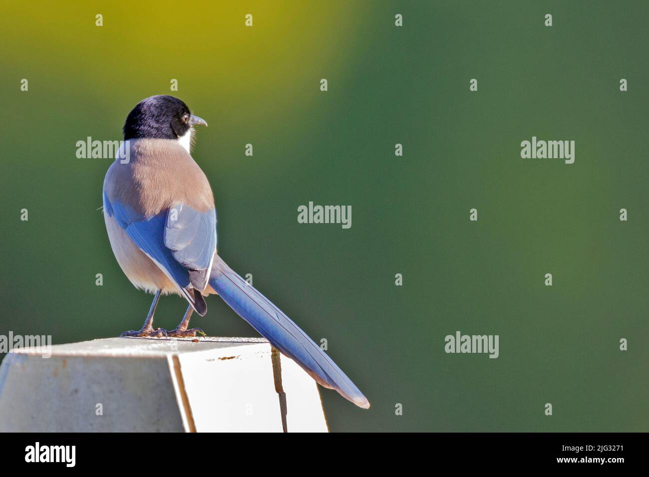 azure-winged magpie (Cyanopica cyanus, Cyanopica cyana), perched on a post, Portugal, Algarve Stock Photo
