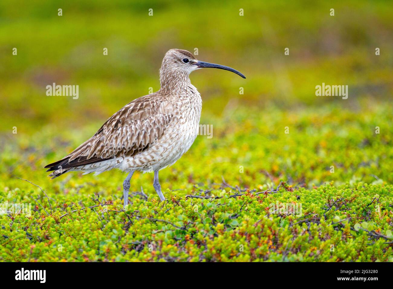 whimbrel (Numenius phaeopus), standing on a ground cover, side view, Norway Stock Photo
