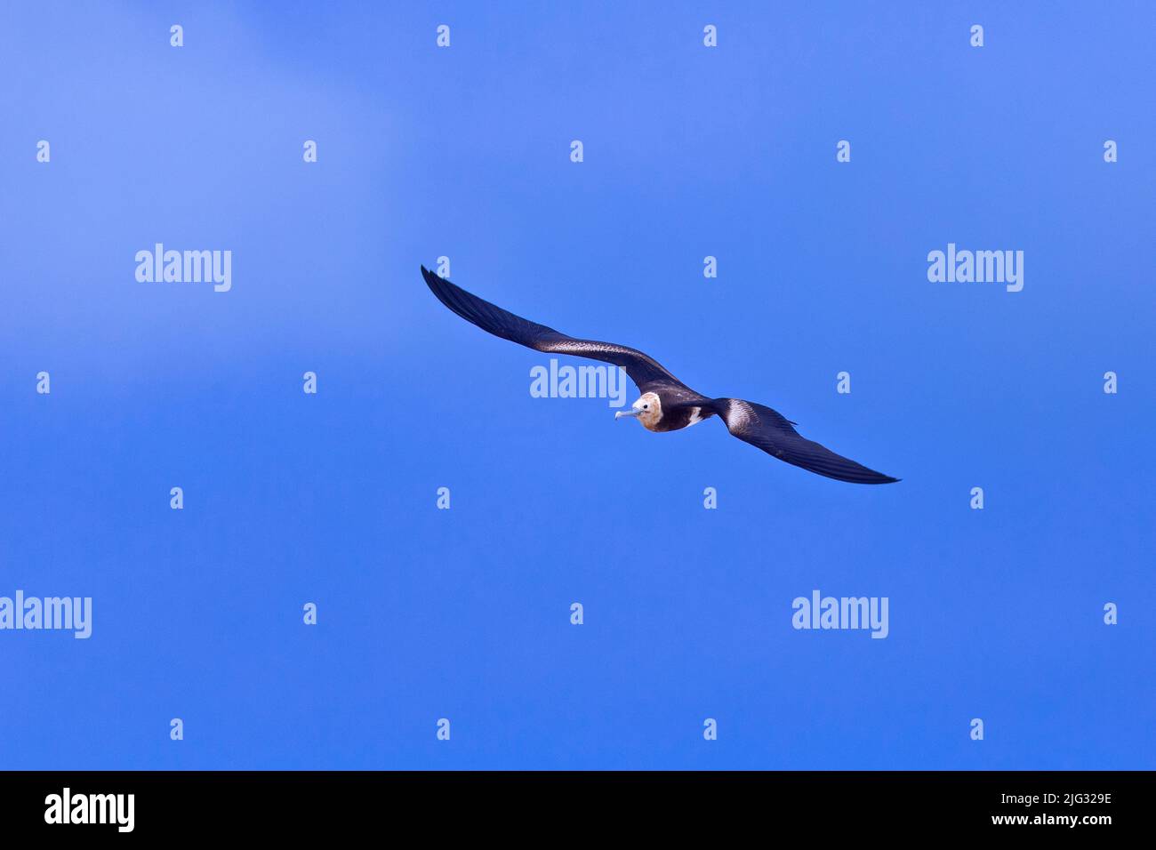 Lesser frigate bird, Lesser frigatebird (Fregata ariel), flying at blue sky, Australia Stock Photo