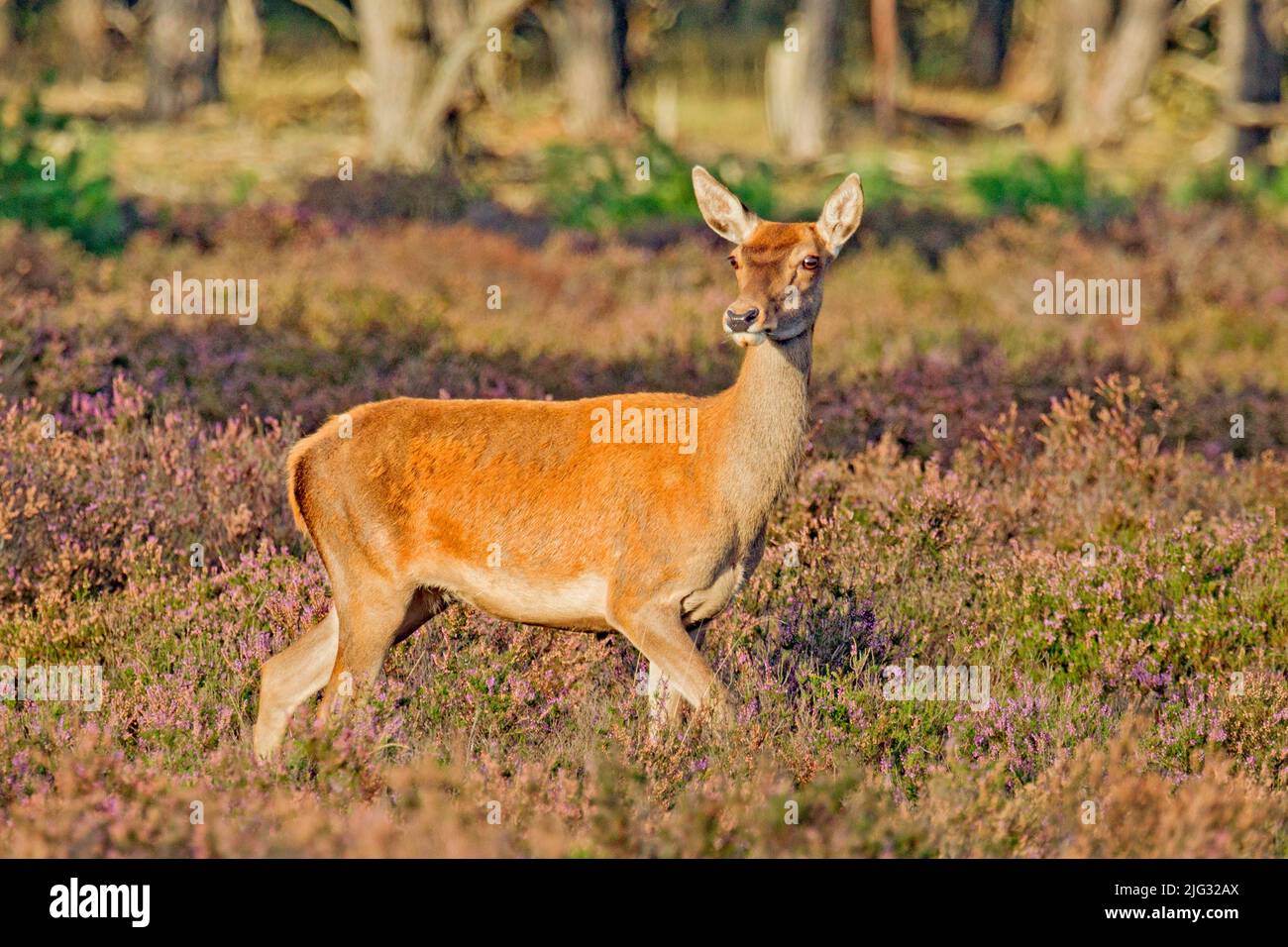 red deer (Cervus elaphus), red hind standing in blooming heathland, Germany Stock Photo