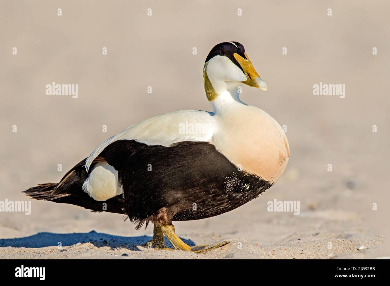 European eider duck hi-res stock photography and images - Page 15 - Alamy