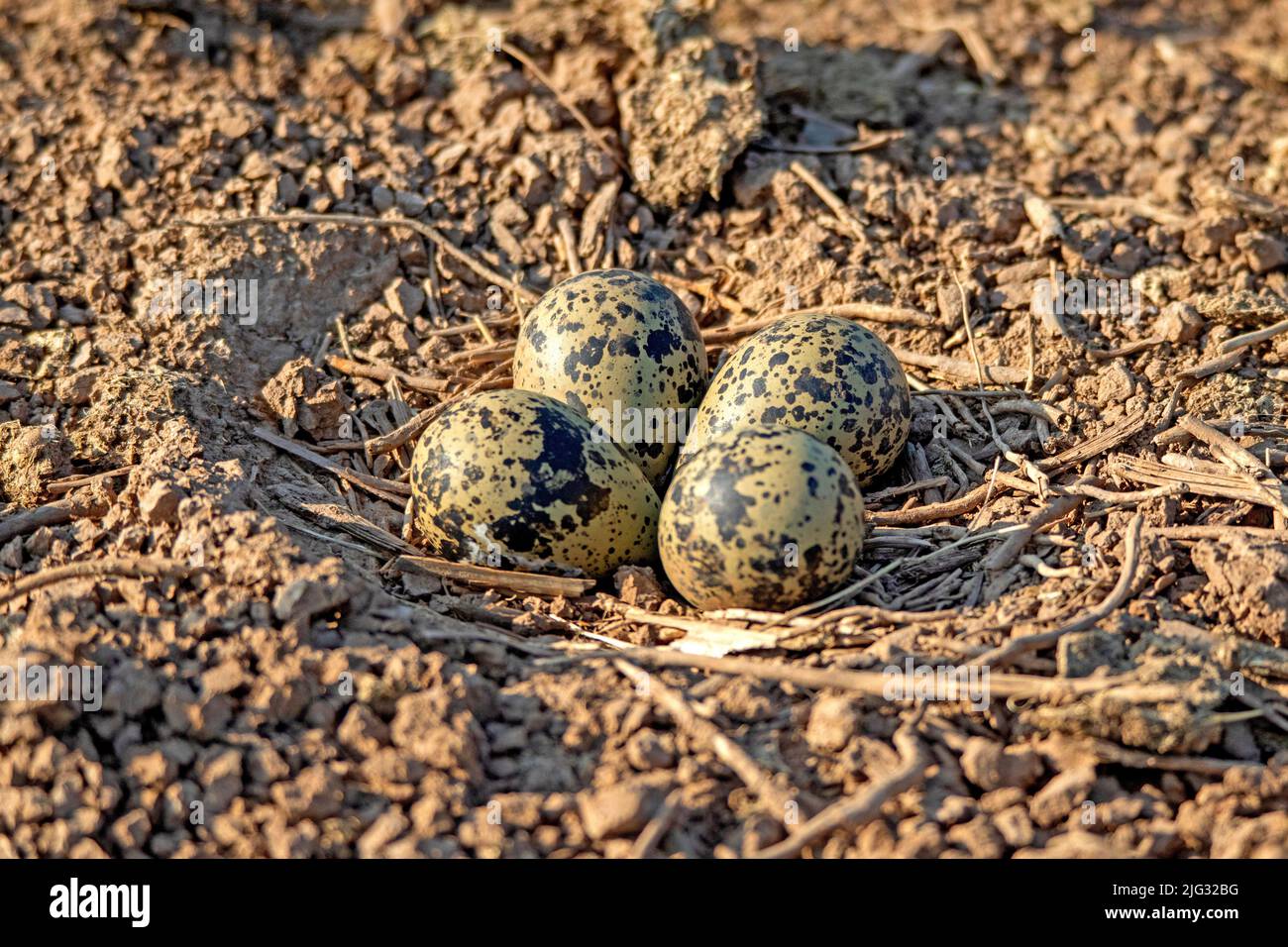 northern lapwing (Vanellus vanellus), clutch on the ground, Germany Stock Photo