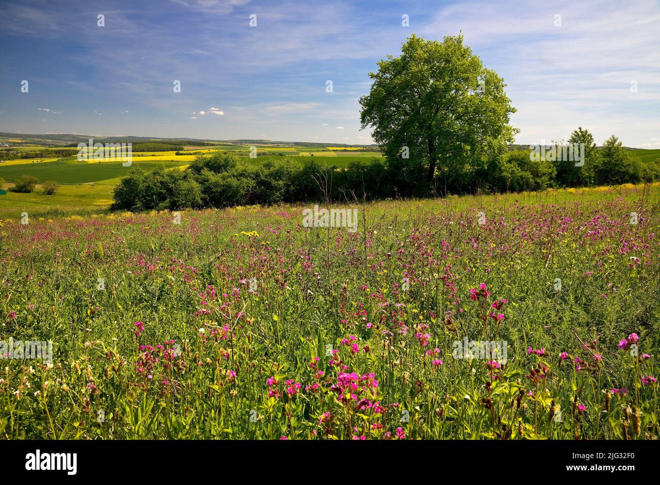 colorful blossoming spring meadow in Rhein-Lahn district, Germany, Rhineland-Palatinate Stock Photo