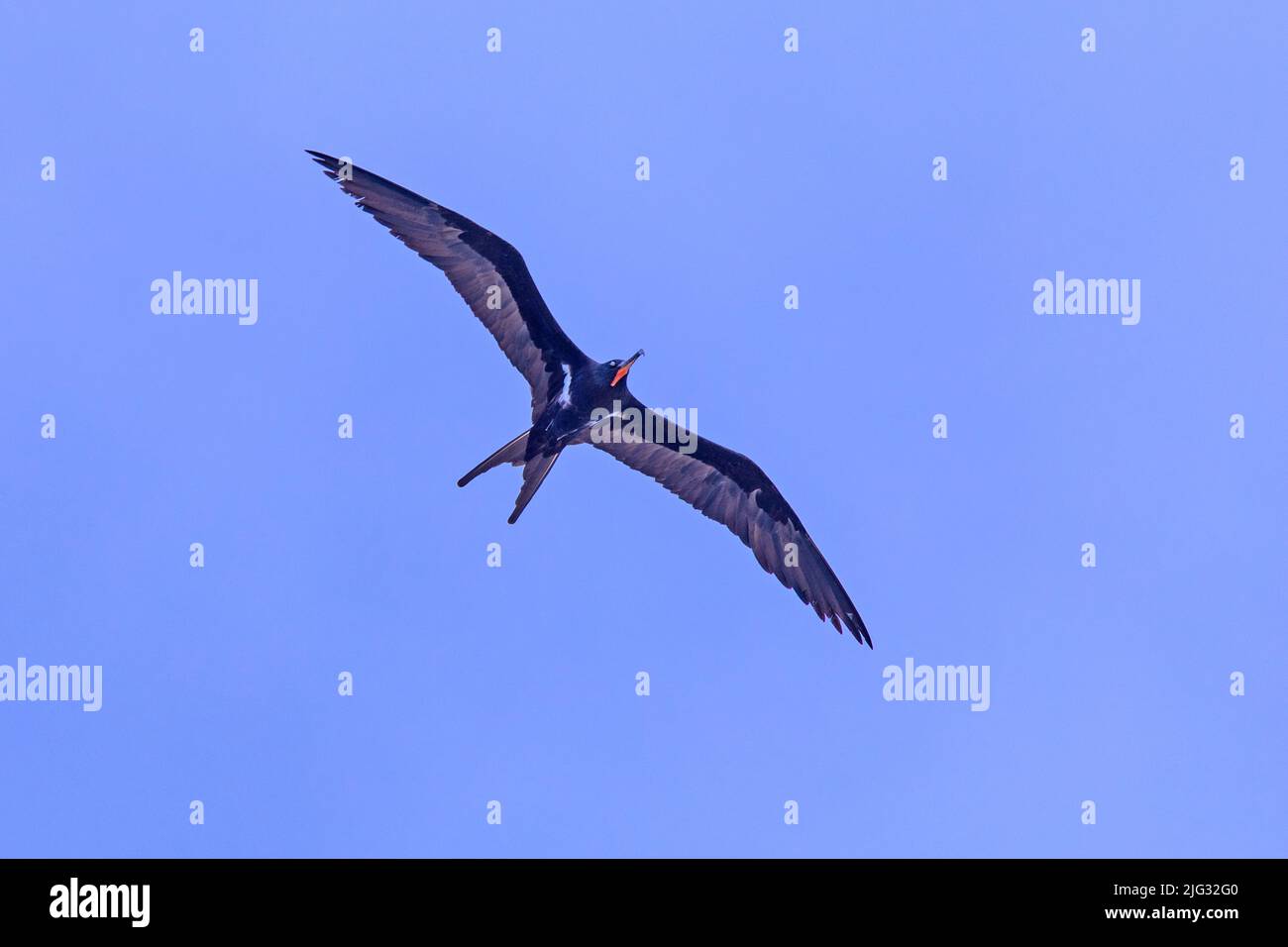 Lesser frigate bird, Lesser frigatebird (Fregata ariel), in flight in the sky, Australia Stock Photo