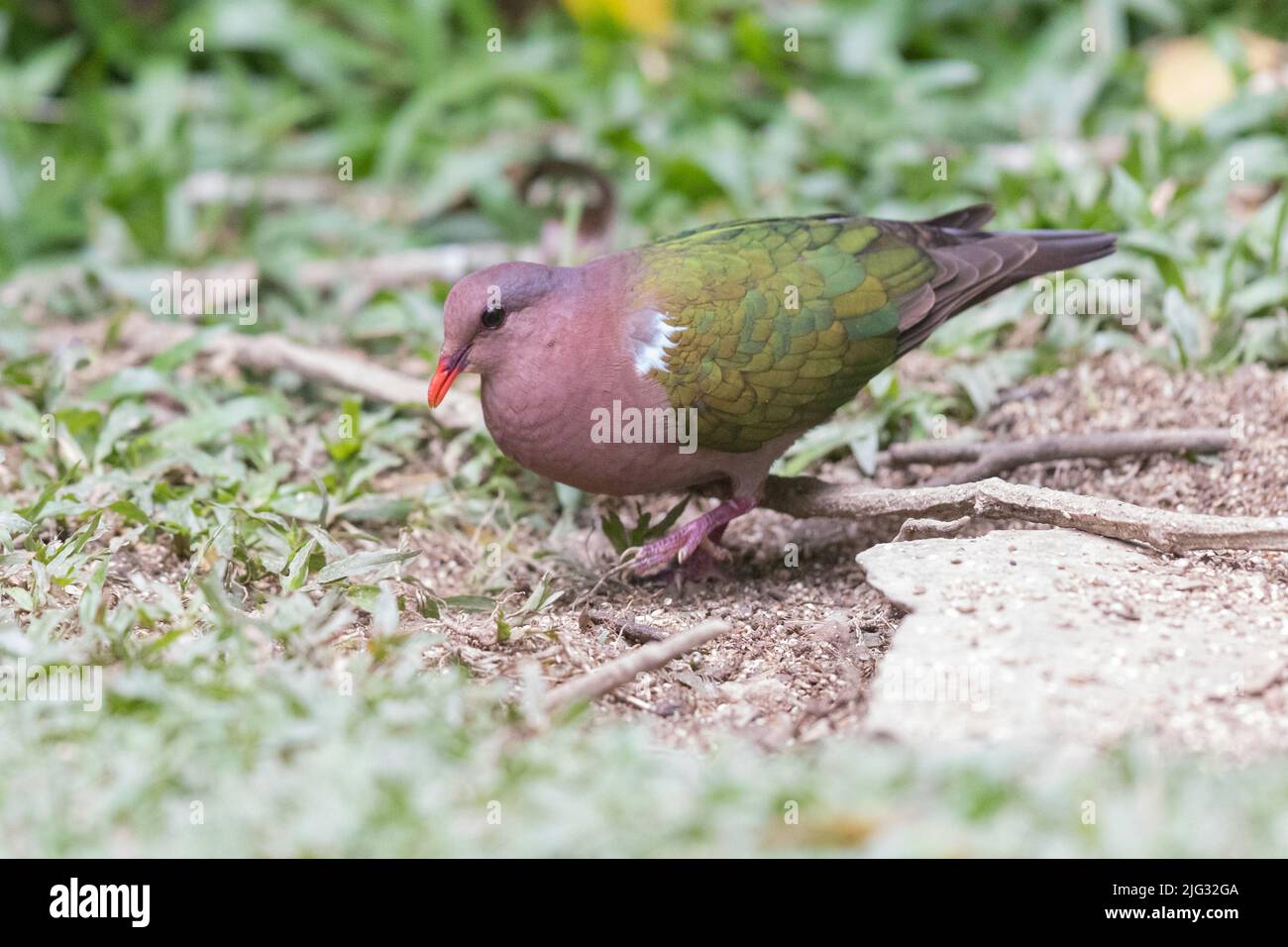 Pacific Emerald-Dove (Chalcophaps longirostris), male perched on the ground, Australia, Queensland Stock Photo