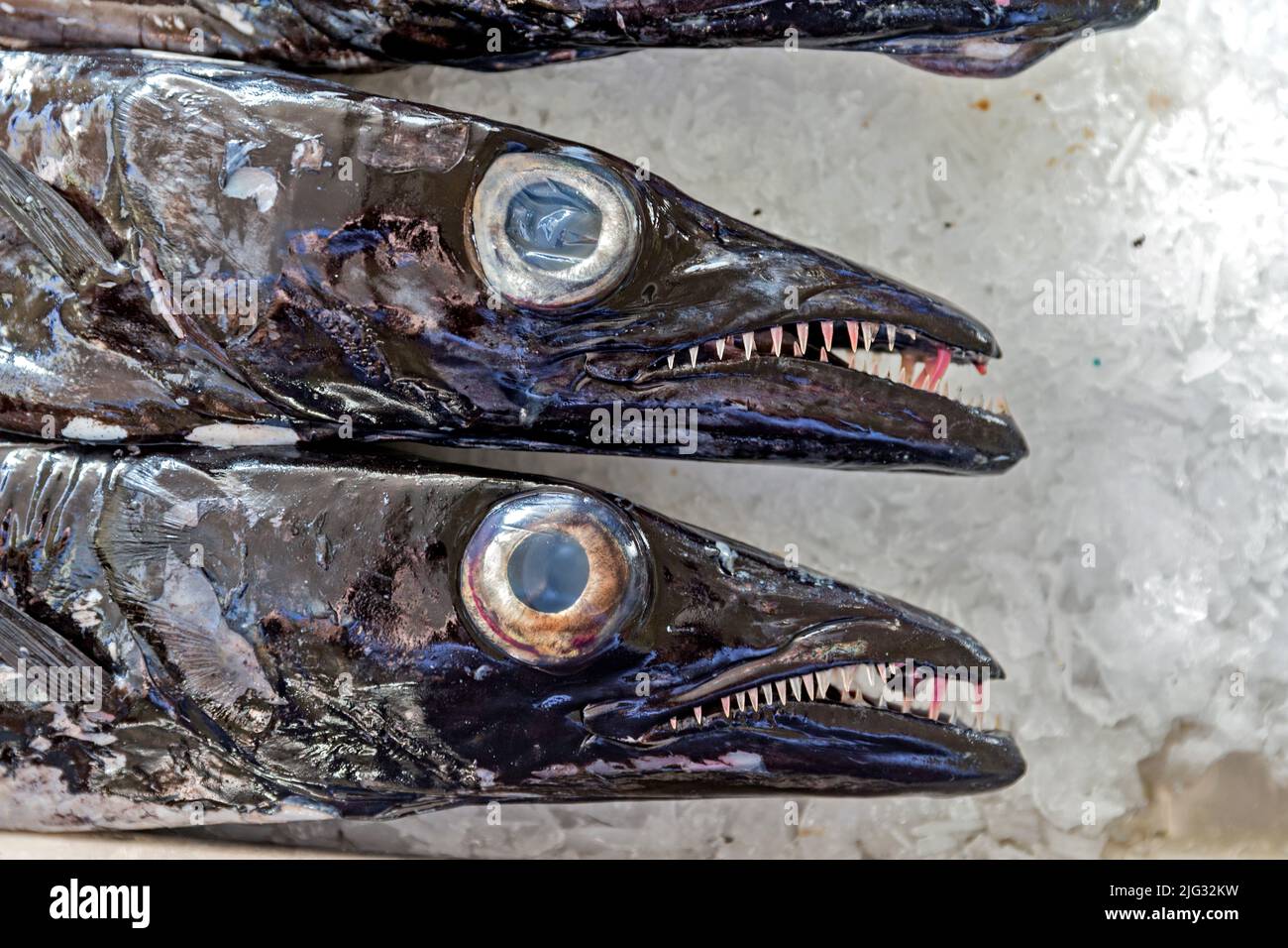 black scabbardfish, espada (Aphanopus carbo), fresh fish in the market, Mercado dos Lavradores, Madeira, Funchal Stock Photo