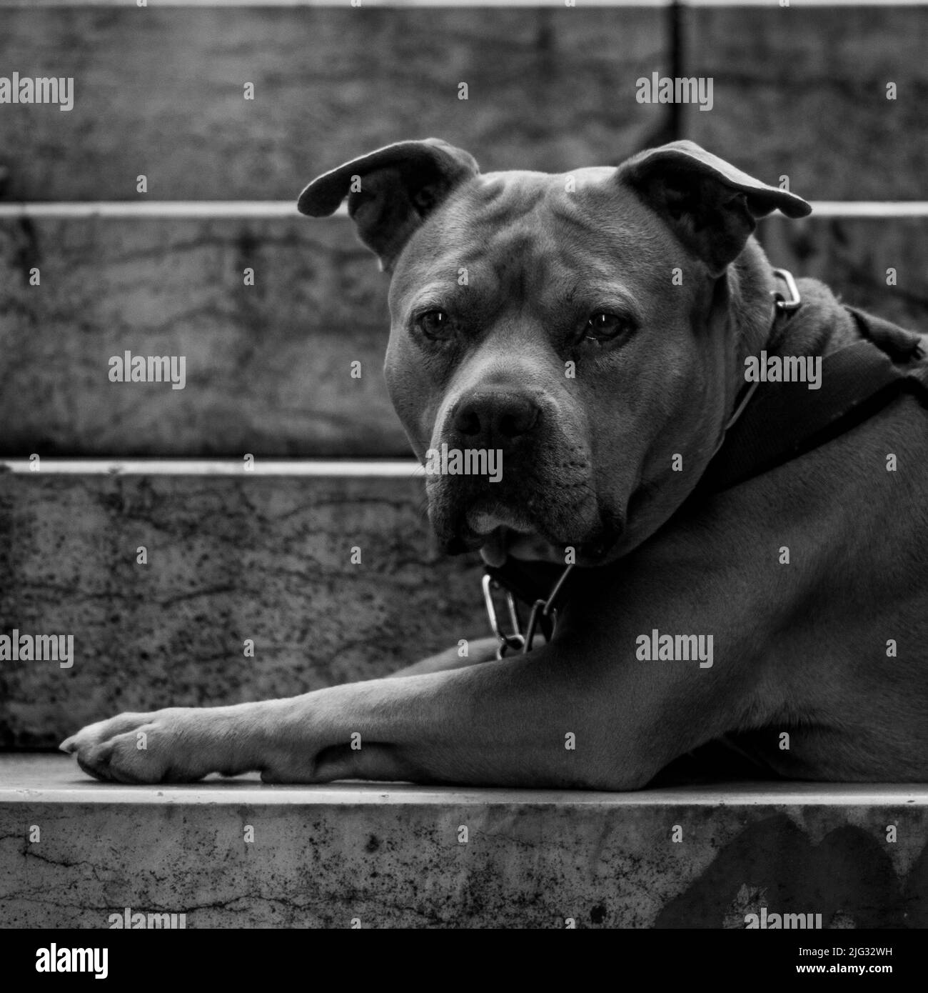 Cute Dog Eyes/Look Sad Stock Photo