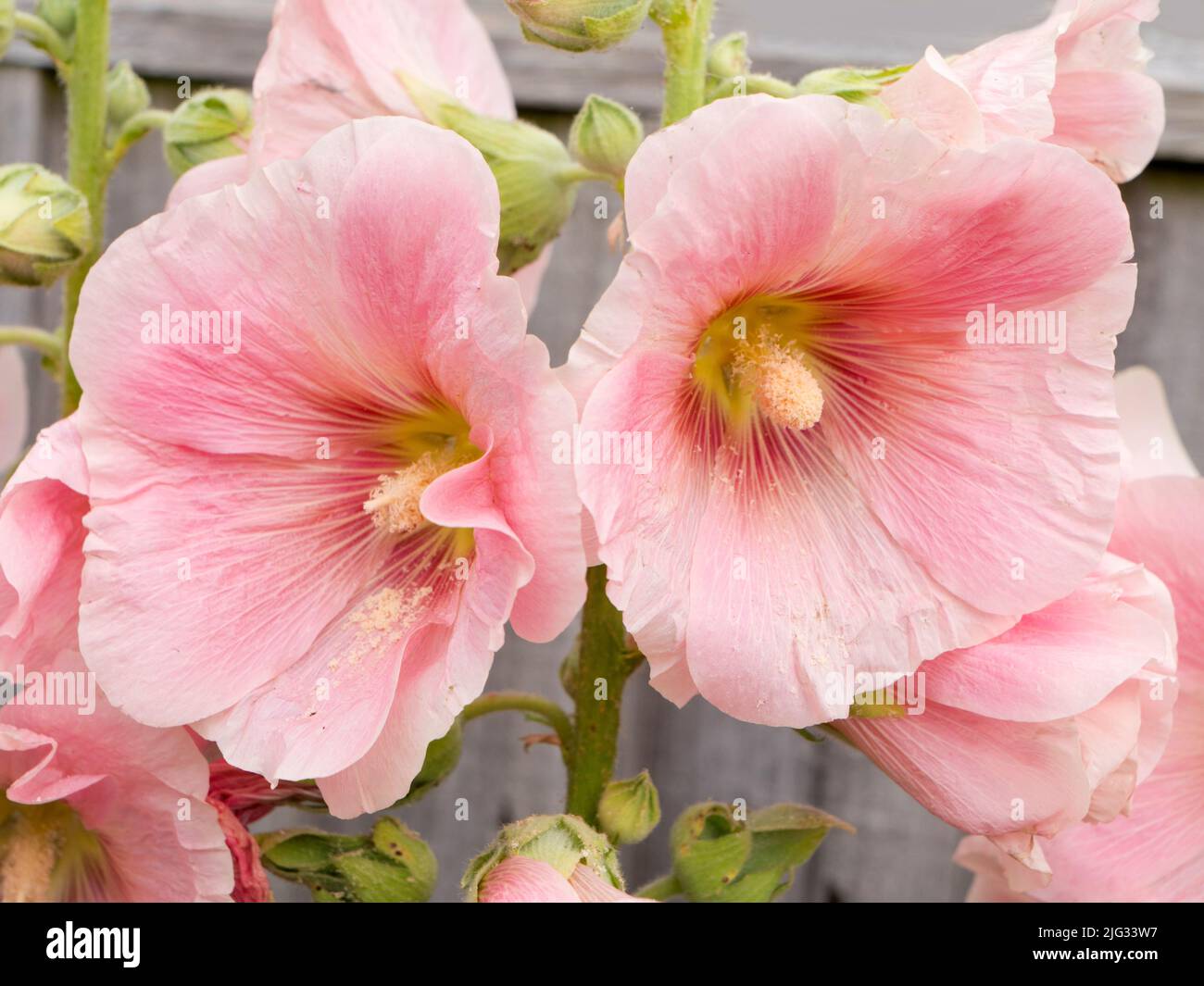 This fine pink Rose Mallow puts on a fine show every year in our garden