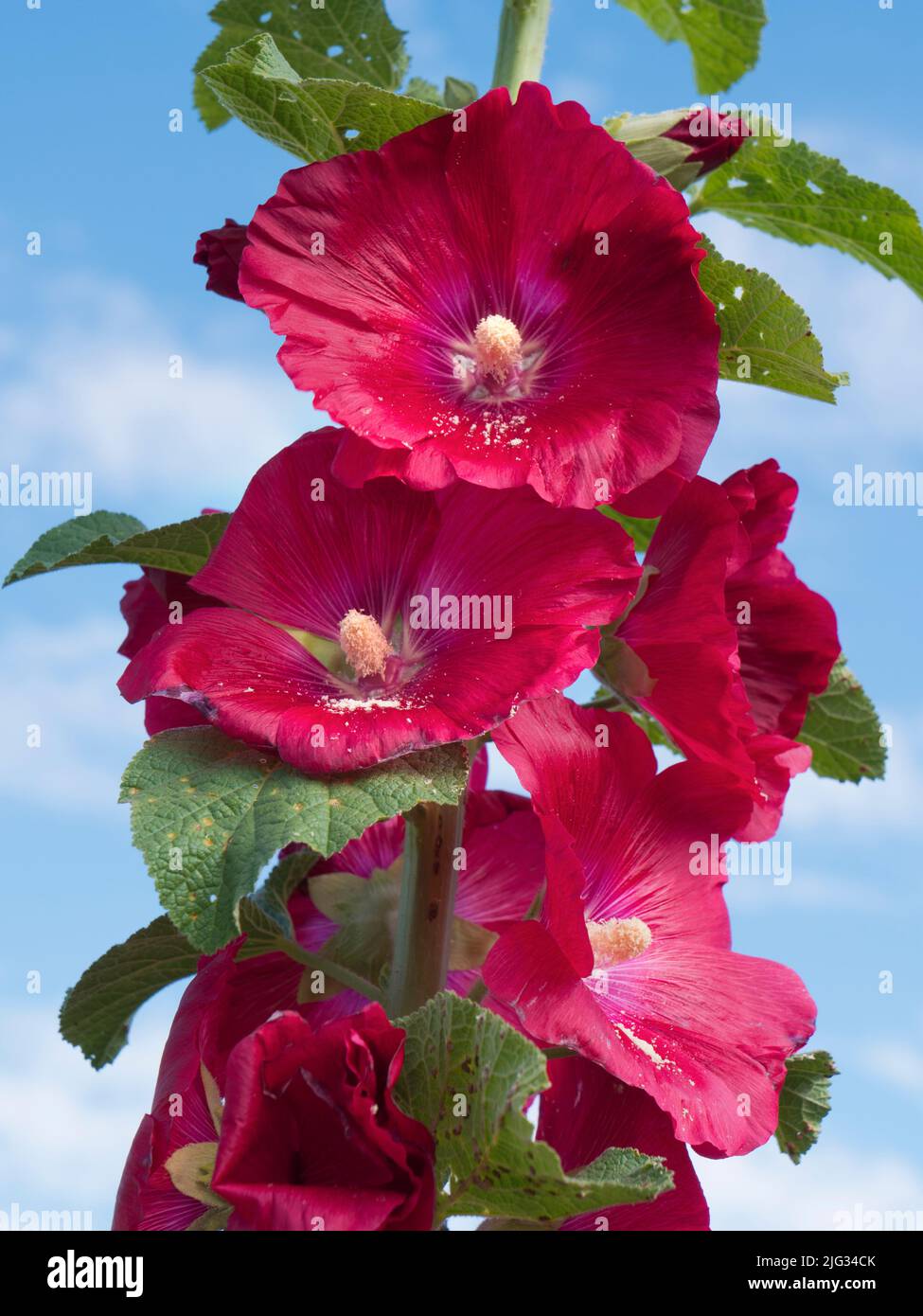 This fine scarlet Rose Mallow puts on a fine show every year in our