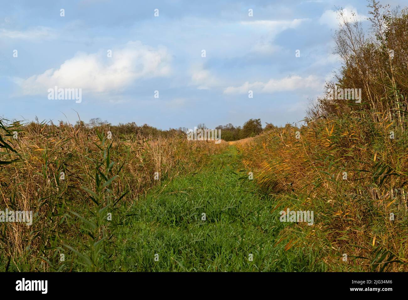 Typical landscape of the Weerribben-Wieden National Park with reed grass, Kalenberg, Overijssel, Netherlands. Stock Photo