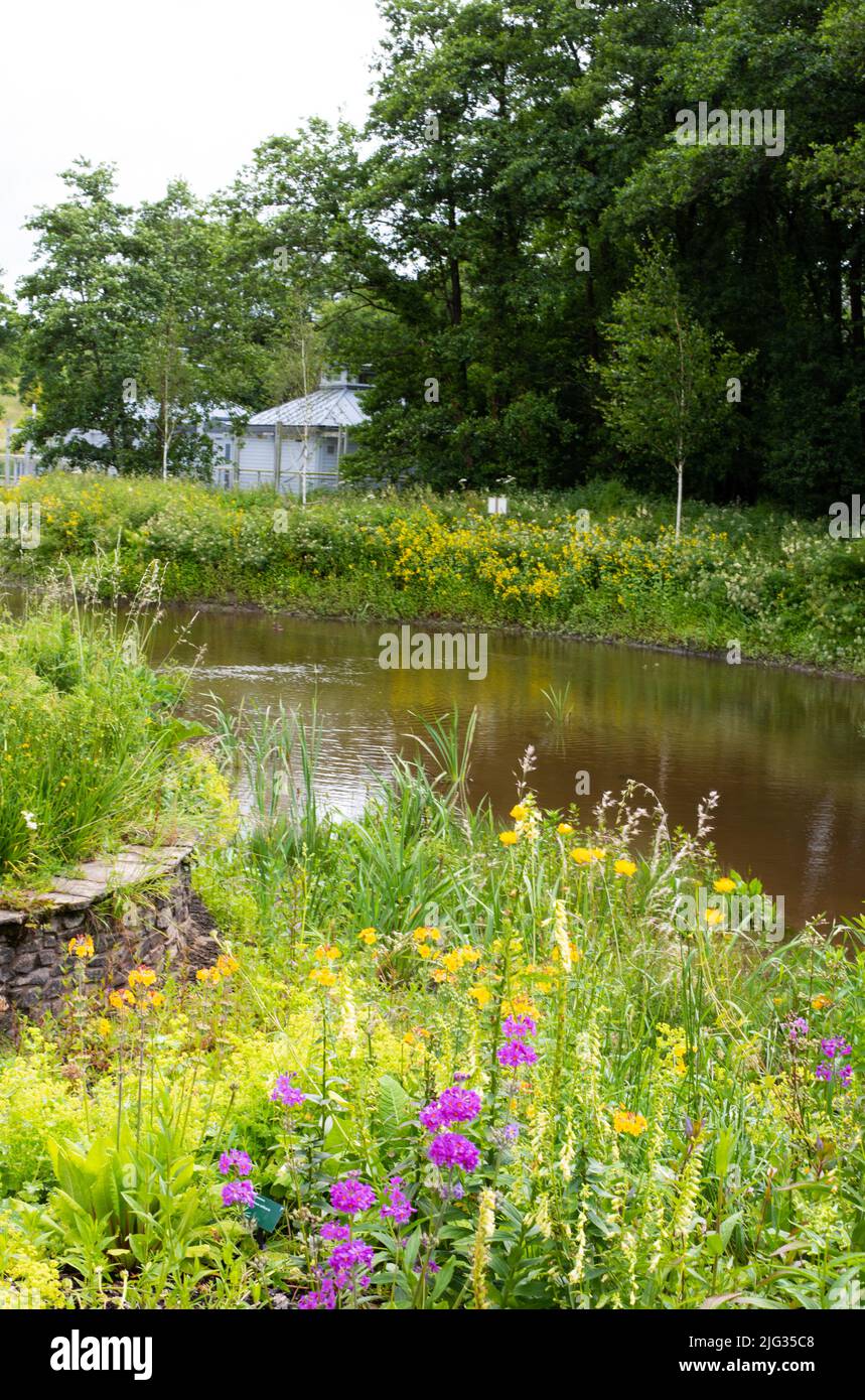 Photo taken at the National Botanic Garden Wales in July 2022 showing the entrance pond. Stock Photo