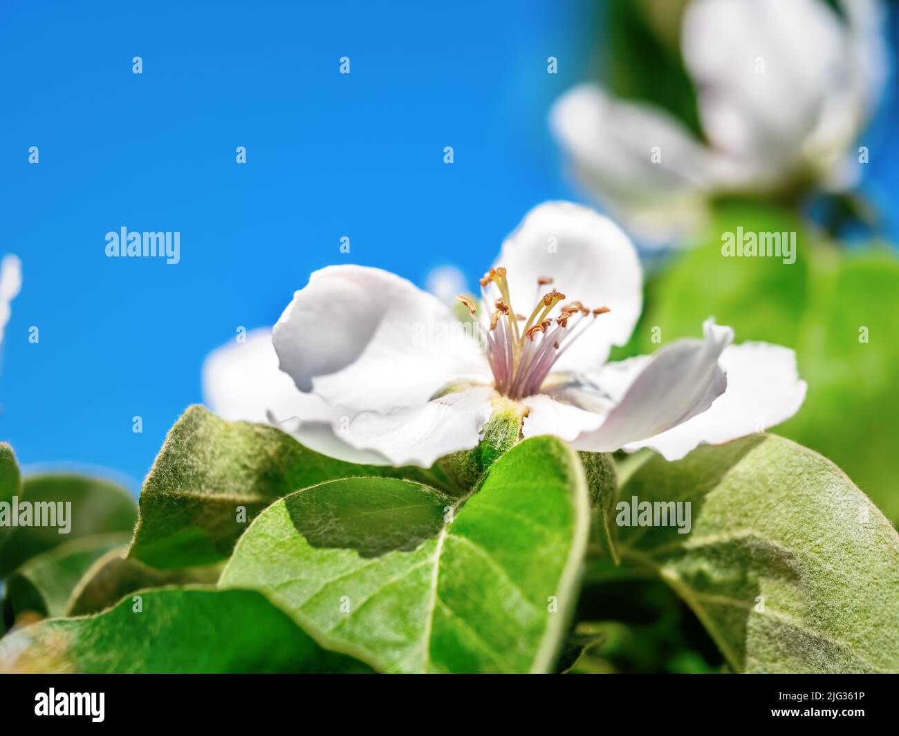 Closeup of apple tree flowers in blossom over blue sky Stock Photo