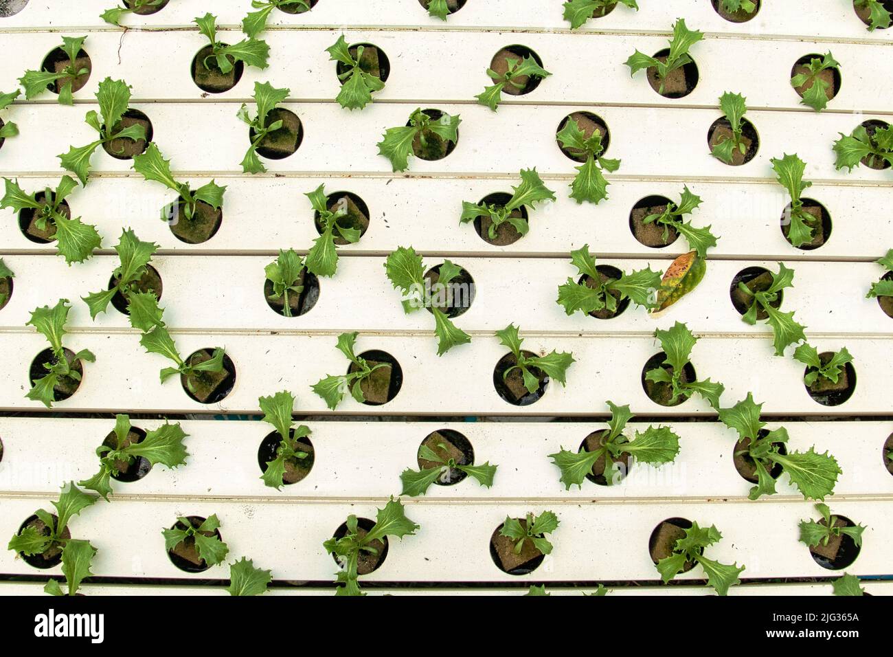 Regular pattern of hydroponically grown seedlings of organic lettuce.Tiny lettuce plants growing out of holes in plastic tubes. Stock Photo