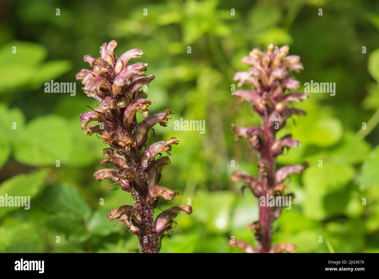 Toothwort (Lathraea squamaria), Pembrokeshire, Wales, UK Stock Photo