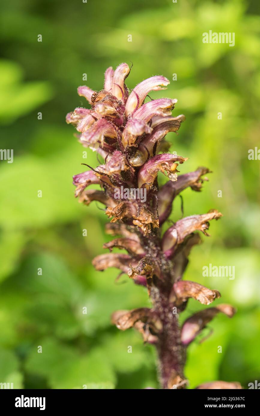 Toothwort (Lathraea squamaria), Pembrokeshire, Wales, UK Stock Photo