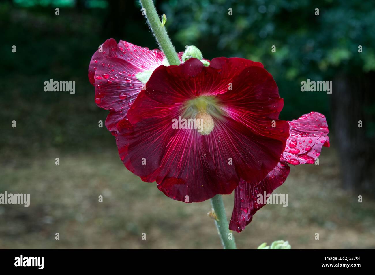 Gruppe von blumen von dunklen lila malve auf grünen natürlichen hintergrund. Stock Photo
