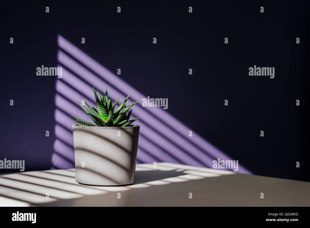 Green succulent in concrete plant pot with decorative shadows on violet, purple wall and table in home interior. Game of shadows on a wall from window Stock Photo