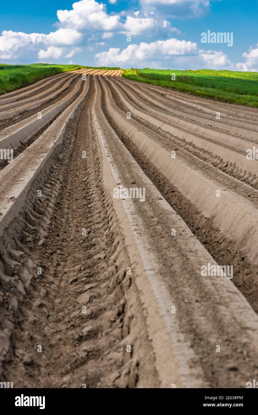Farm fields with agriculture crop at sunny summer day Stock Photo - Alamy