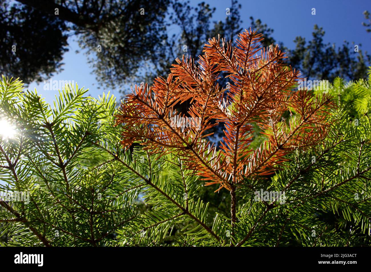 Drying Pine Tree Branch due to disease Stock Photo Alamy