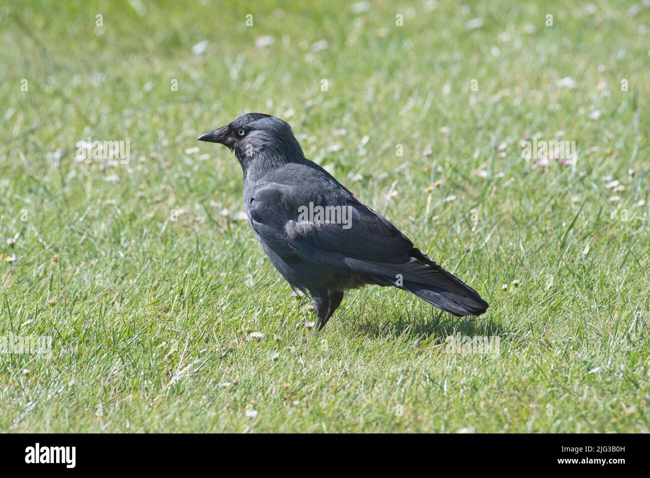 Jackdaw (Corvus monedula) foraging on a grass lawn. Stock Photo