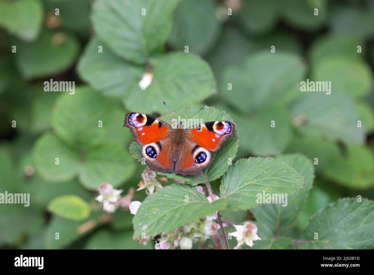 Adult peacock butterfly (Inachis io) feeding on a bramble flower Stock Photo
