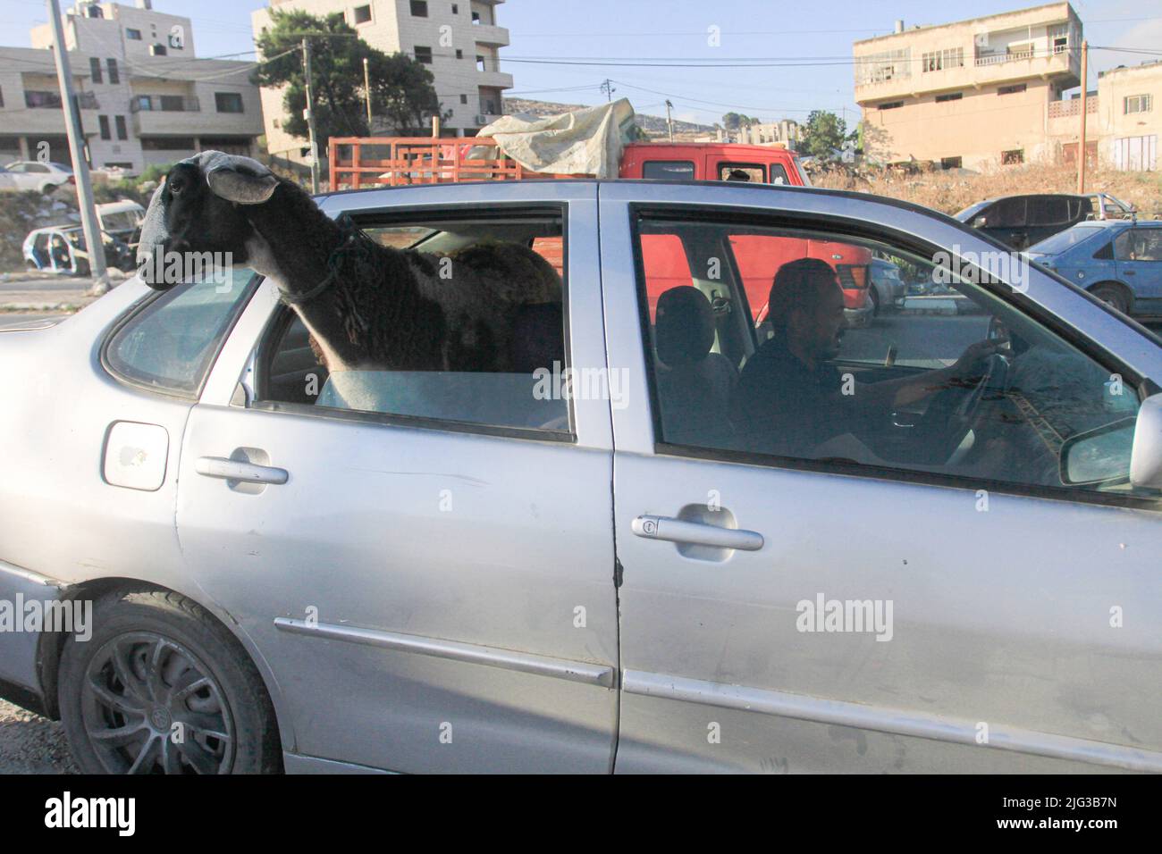 Nablus, Palestine. 22nd June, 2022. Sheep is seen in a car as the owner drives to the livestock market in preparation for Eid al-Adha in Nablus. Eid al-Adha or the Great Eid is one of the important holidays for Muslims and is associated with the slaughter of sheep and livestock. Credit: SOPA Images Limited/Alamy Live News Stock Photo