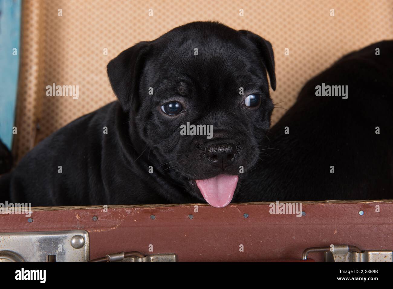 Black American Staffordshire Terrier dog or AmStaff puppy in a retro suitcase Stock Photo