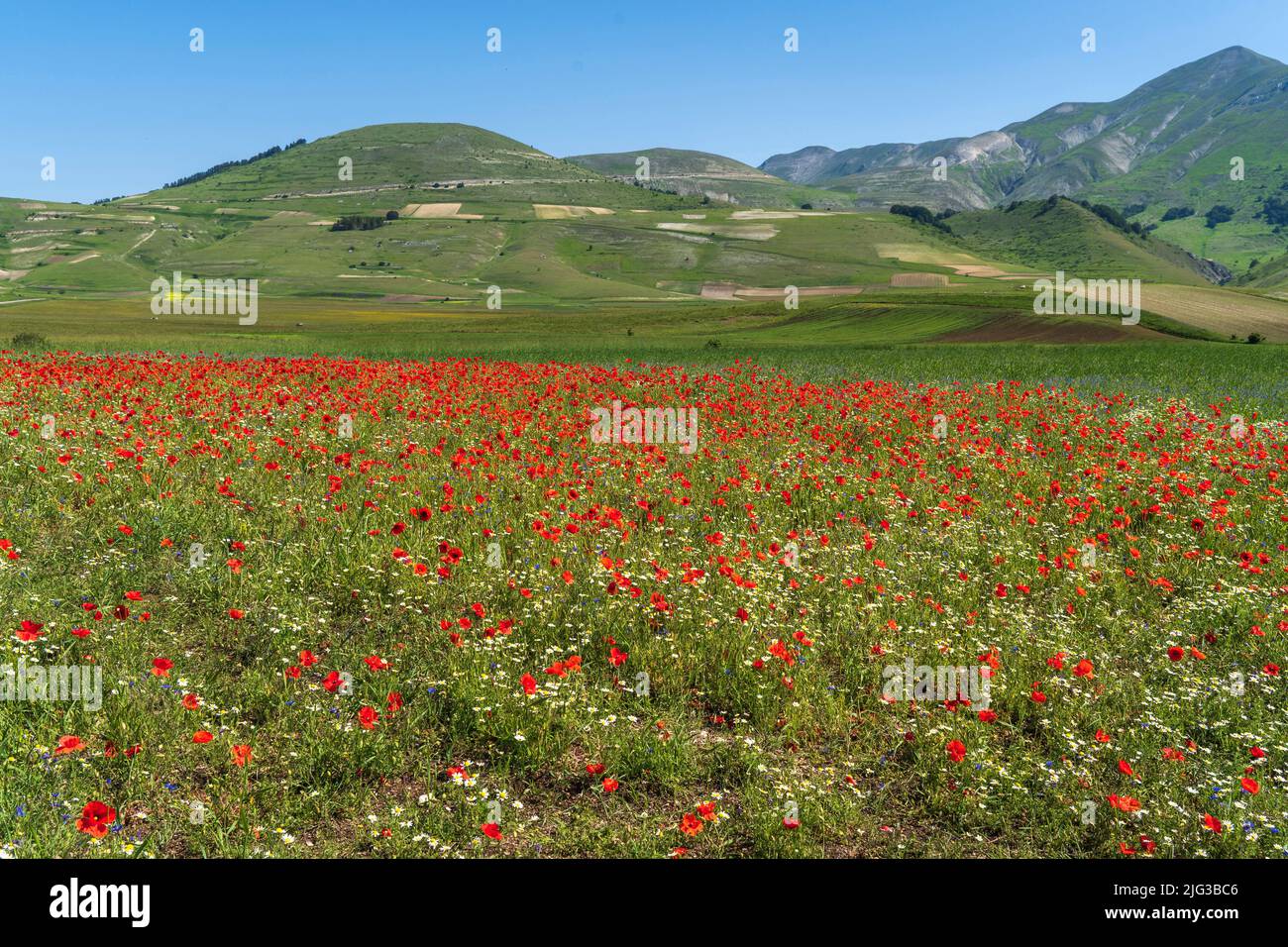 Monti Sibillini National Park, Flowering June 2022, Castelluccio di ...